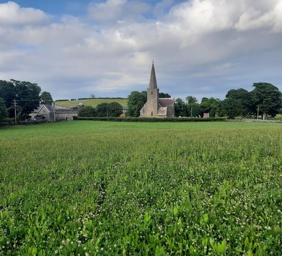 Farmers urged to plant multi-species swards to reduce input costs