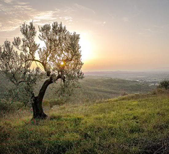 'Transparency' needed when it comes to 'net zero' and 'carbon neutral' claims