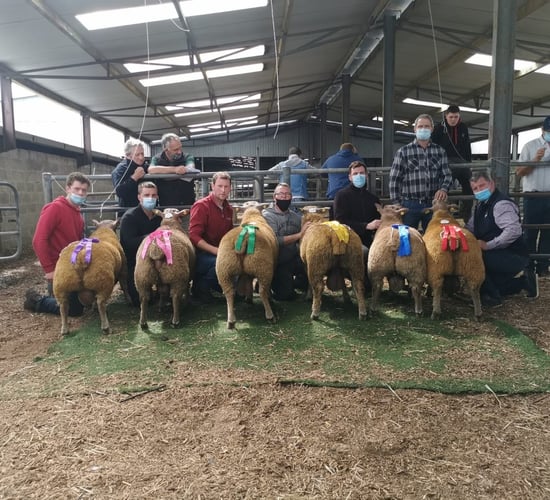 Cavan man tops the Irish Charollais Sheep sale in Roscommon on Saturday