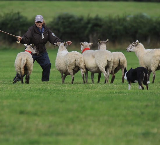 Irish team selected for International Sheepdog Trials
