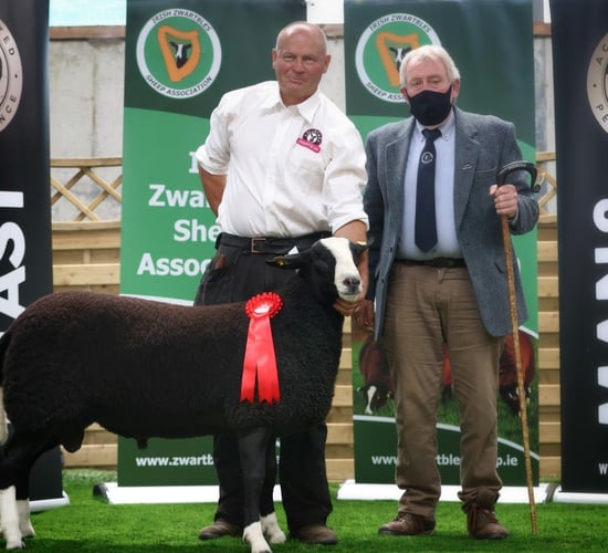 Irish Zwartbles Sheep Association's premier sale tops €3,700
