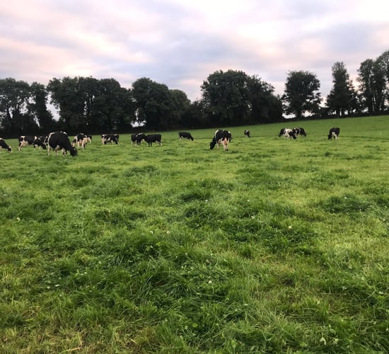 Dairy Focus: 'Walk and Talk' on Macra president's farm
