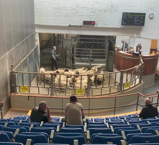 Sheep sale: Demand outstrips supply in Kilkenny