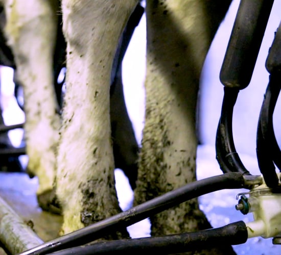 WRC recommends €500 for unfair dismissal after worker accused of beating a cow