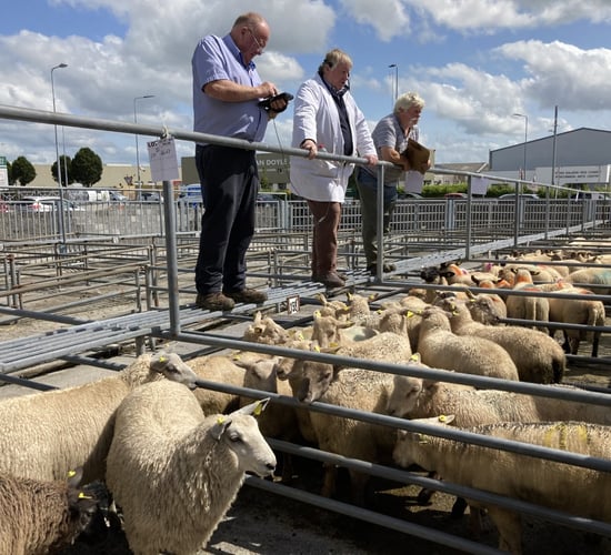 Pics and prices: Ewe lambs in demand at Roscommon Mart