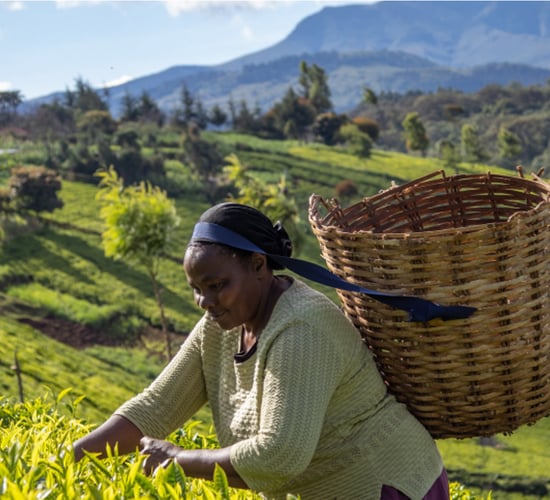 Why your tea-break can help other farmers if you choose wisely