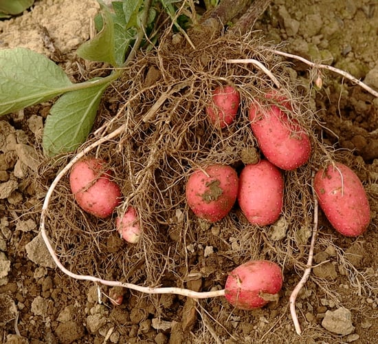 Video: Using tech to transform crop yield on Finnegan’s Farm in Co. Meath