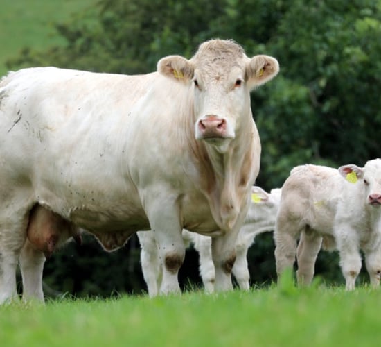 Preview: Culla herd dispersal  sale this Saturday