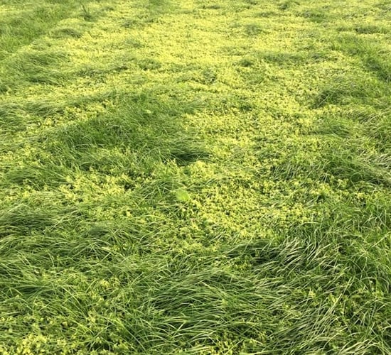 Advice on weed control in autumn-sown reseeds