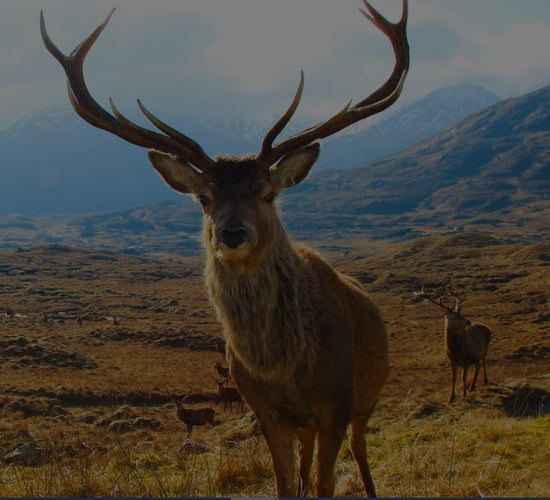 Deputy Cahill renews his call for deer cull after road accident