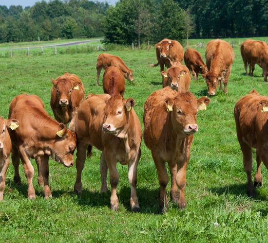 Pneumonia in calves - every farmer's nightmare