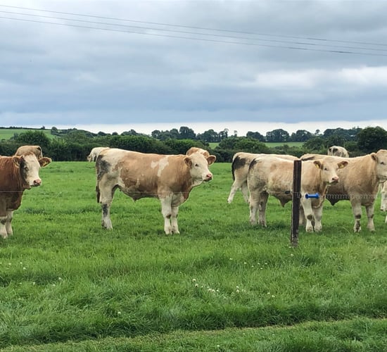 Factory quotes over 55c/kg  ahead of same time last year