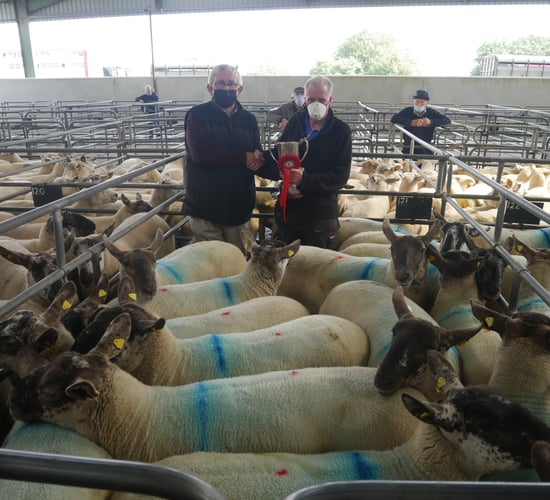 Hoggets make up to €285/head at Suffolk-cross  Cheviot sale at Blessington