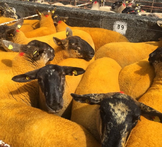Borris Ewe Breeders 58th annual show and sale this Saturday