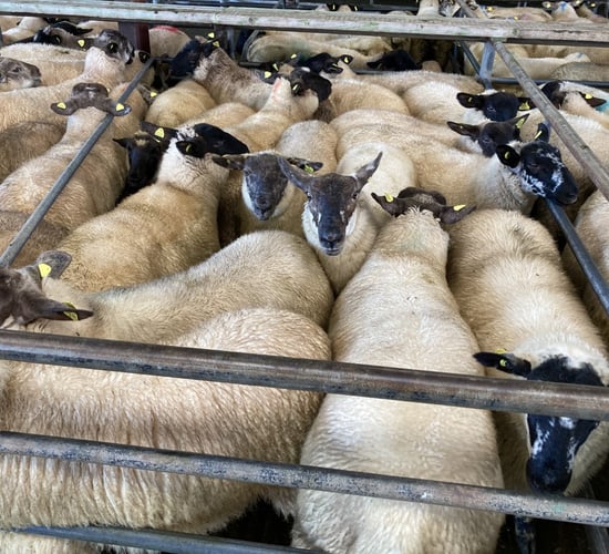 Sheep trade: Lamb and ewe prices fall back further