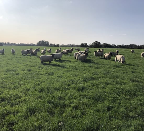 Body condition scoring: Assessing your flock in advance of breeding