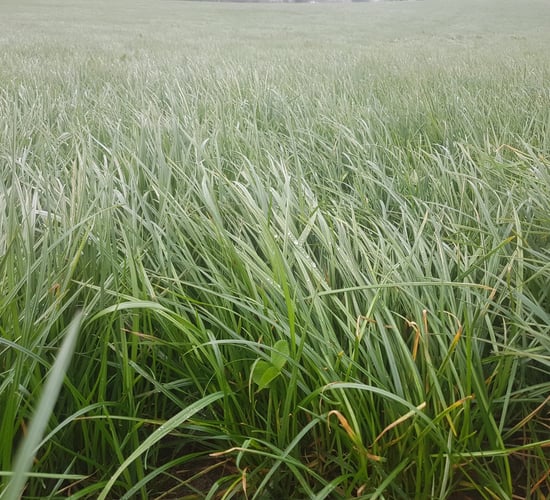 Grass growth remains steady as summer turns to autumn
