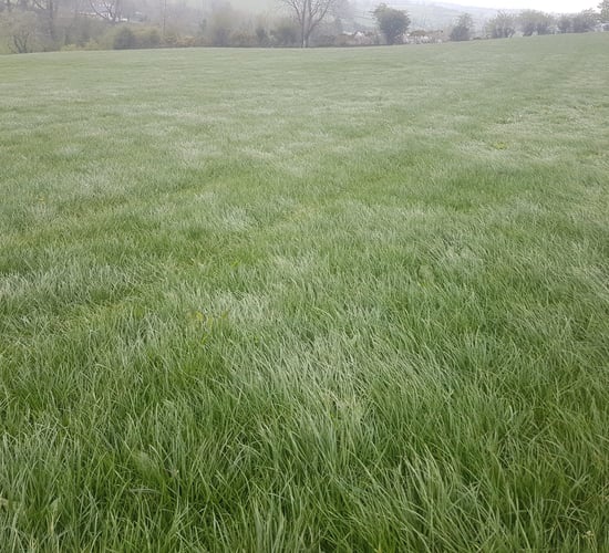 Dairy advice: Time to start thinking about spring grass