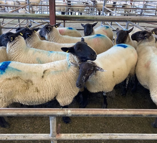 Spike in hogget ewe numbers in recent kill figures