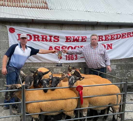 Hogget ewes hit €450/head at Borris Ewe Breeders' sale on Saturday