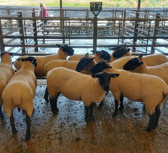 Farmers looking for 'quality replacements' pay up to €230 for hoggets at Enniscorthy Mart
