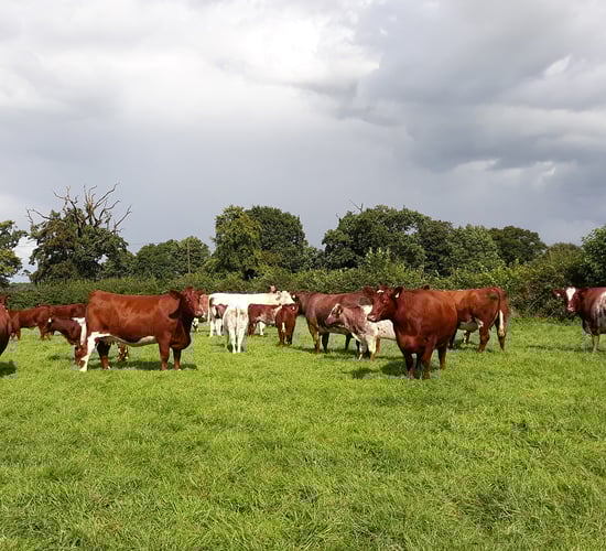 Randox Farming reports £6.1 million losses