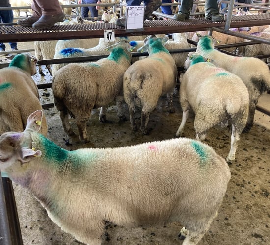Sheep kill: Throughput bounces back