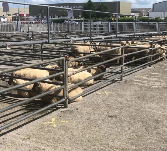 Sheep marts: Improved factory prices filter down into the mart trade