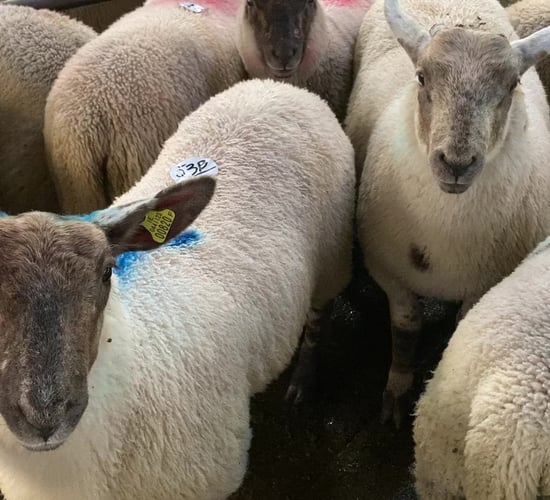 'Farmers should hold firm for €6.10/kg for lambs and not accept lower prices'
