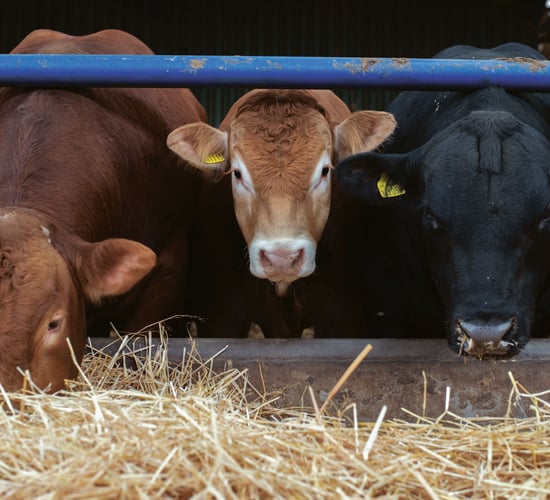 Optimising beef and lamb diets for feed efficiency