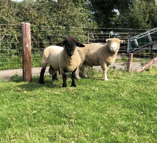 Ram health checks in advance of breeding