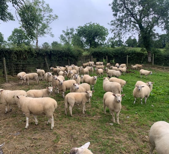 Sheep kill: Under 64,000 fewer spring lambs slaughtered in 2024