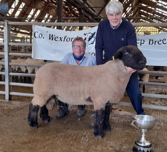 Suffolk ram tops the Wexford Sheep Breeders' sale at €820