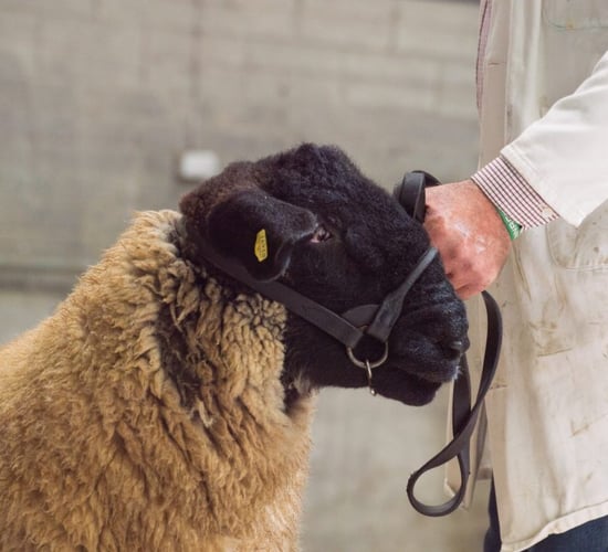 West of Ireland Suffolk Breeders' Club sale tops €1,450
