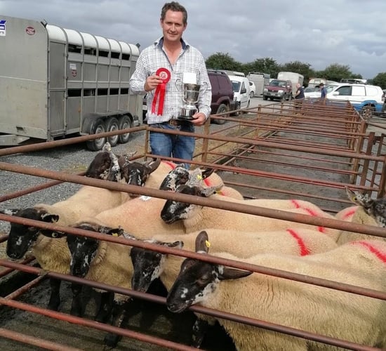 Ewe lambs hit €275 at Tullow Sheep Breeders 34th annual show and sale