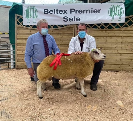 Belgian Beltex Breeders premier sale sees prices top €2,060