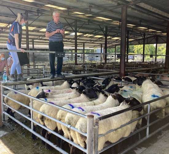 Pics and prices: Heavy lambs and ewe lambs catch the eye at Loughrea