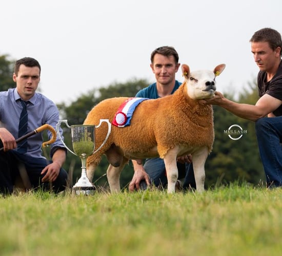 Irish Texel Society set for premier show and sale this Friday and Saturday