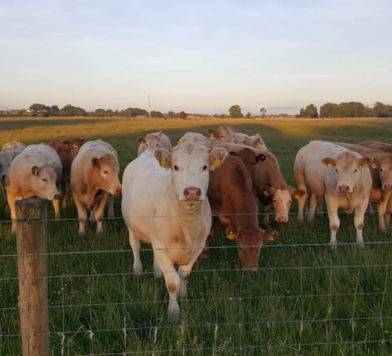 Maximising the sale value of your weanlings