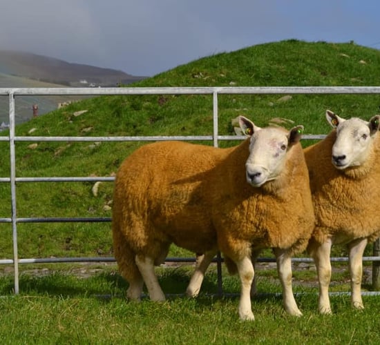 Donegal Wicklow Cheviot Breeders' Group sale set for Stranorlar this week