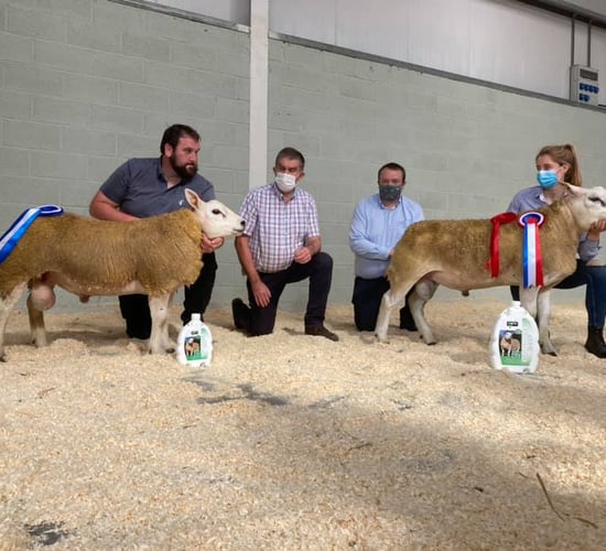 North East Texel Club Sale sees prices reach €1,020