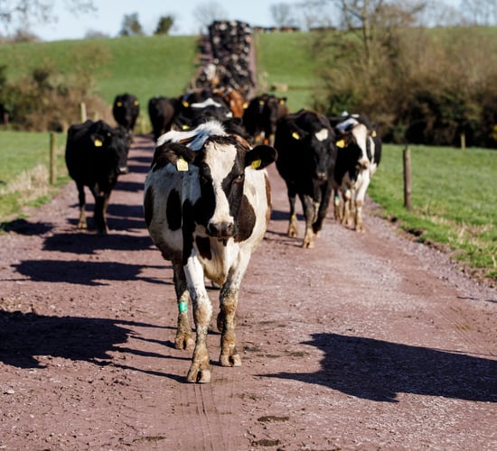 Lameness: Treatment and roadway repairs before high-risk period