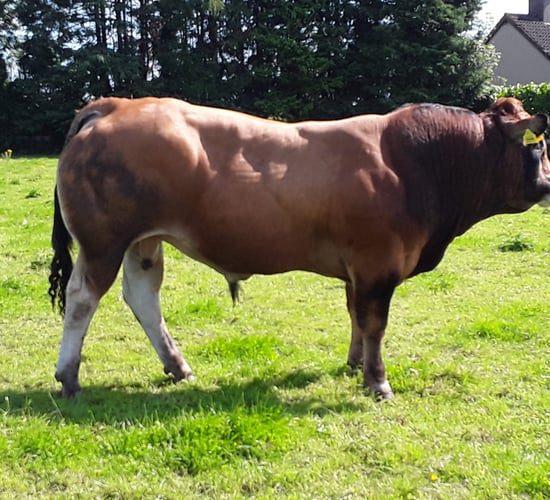 Parthenaise Premier Sale to take place on September 30