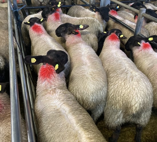 Ewe lambs outshining hogget ewes at marts