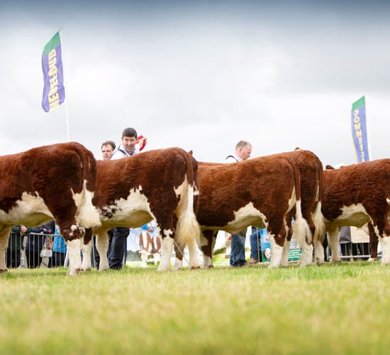 National Hereford Show to take place this Sunday