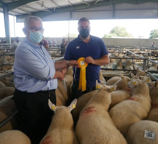 Hogget ewes sell to €385/head at Wicklow Cheviot Breeders' sale