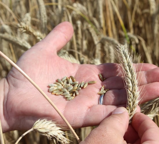 Tillage: Is hybrid rye a viable winter crop option?