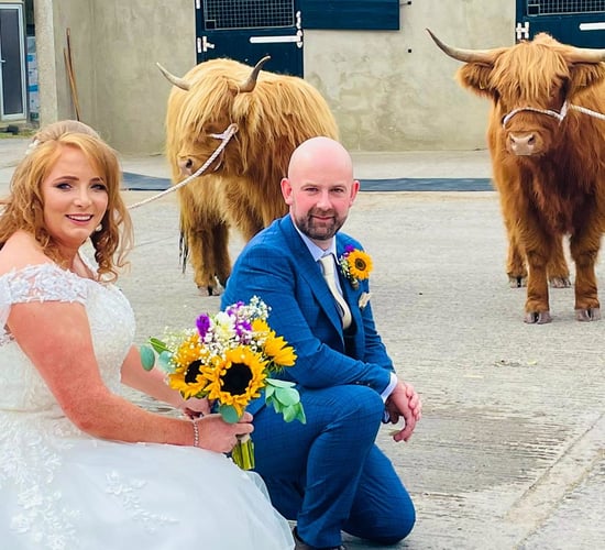 'Here come the Highland cattle'