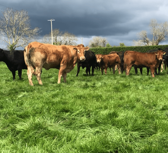 Beef trade: Prices begin to move with heifers out in front