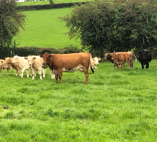 Have you scanned your suckler herd yet?